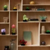 Lego 10309 - Icons Piante Grasse - Botanic Collection Succulents - immagine 4